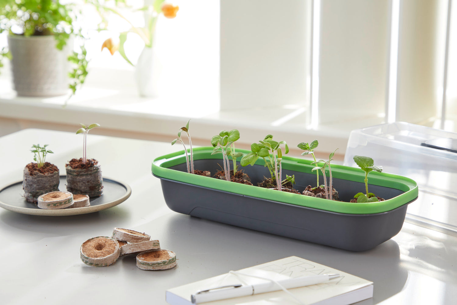 Chilis zu Hause anbauen