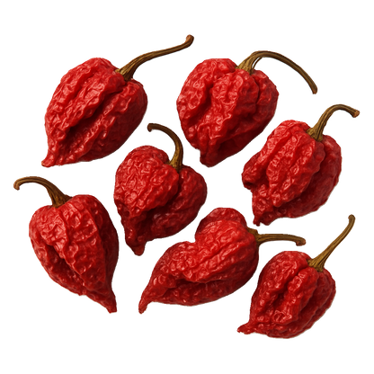 Habanero Chili getrocknet