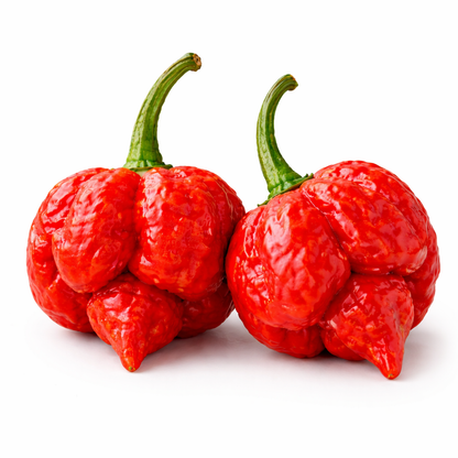 Frische Trinidad Moruga Scorpion Chilis (extrem scharf)