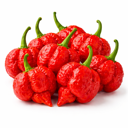 Frische Trinidad Moruga Scorpion Chilis (extrem scharf)