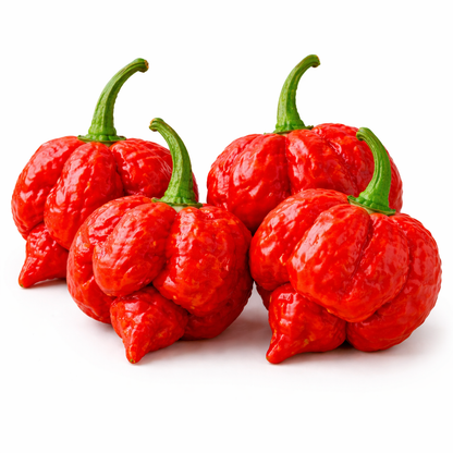 Frische Trinidad Moruga Scorpion Chilis (extrem scharf)