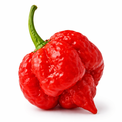 Frische Trinidad Moruga Scorpion Chilis (extrem scharf)