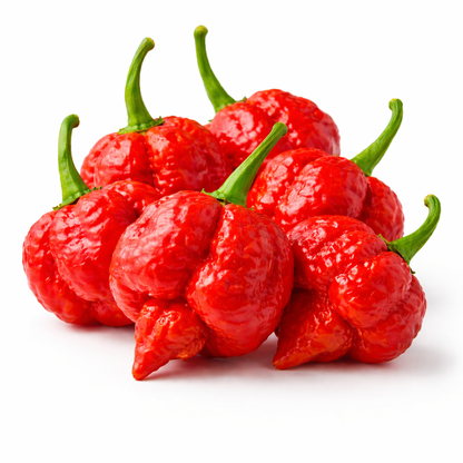 Frische Trinidad Moruga Scorpion Chilis (extrem scharf)