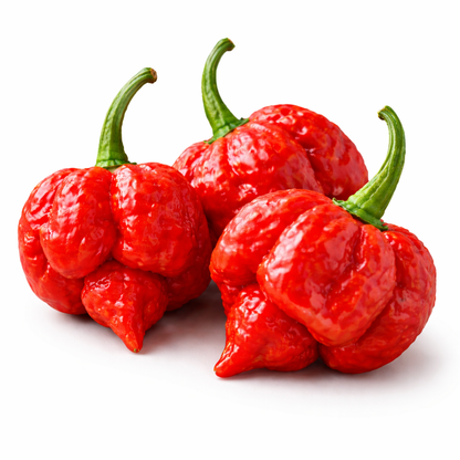 Frische Trinidad Moruga Scorpion Chilis (extrem scharf)