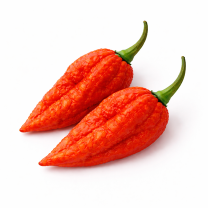 Frische Geister Chili (Naga Bhut Jokokia, extrem scharf)