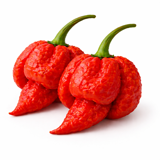 Frische Carolina Reaper Chili (extrem scharf)