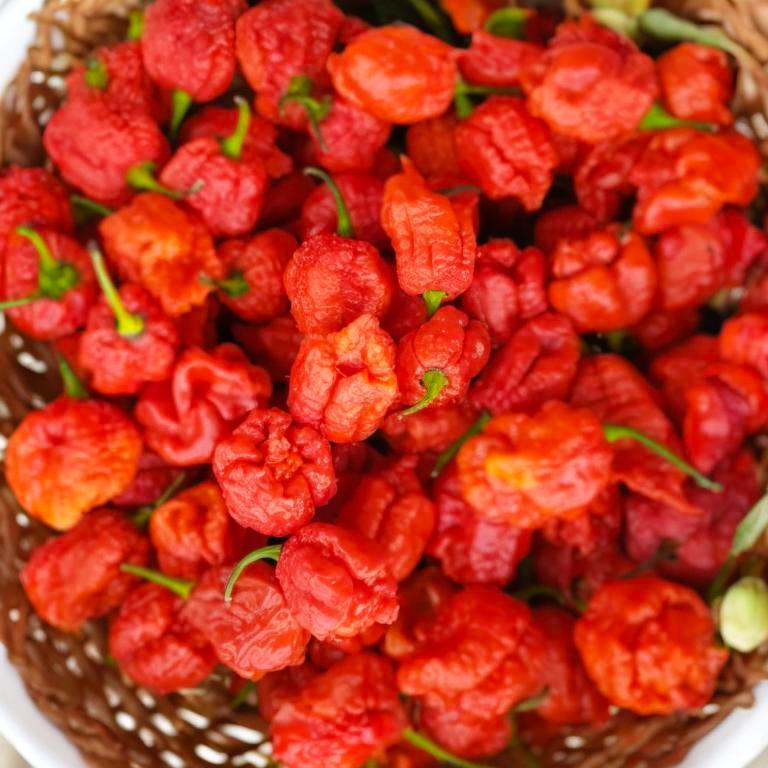 frische Carolina Reaper Chili