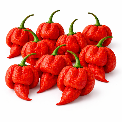 Frische Carolina Reaper Chili (extrem scharf)