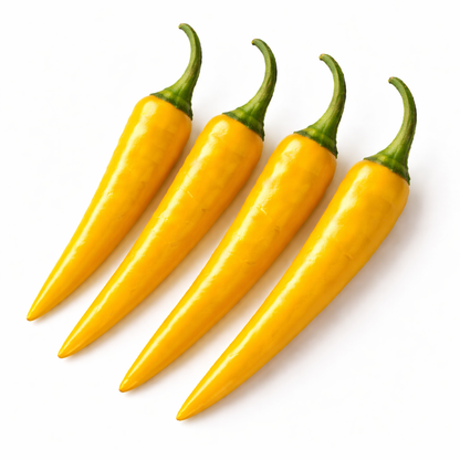 Frische Cayenne Chili (rot, gelb, grün)