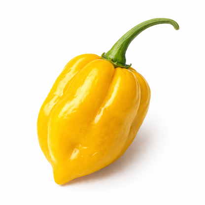 Frische Habanero Chilis (sehr scharf, gelb rot)