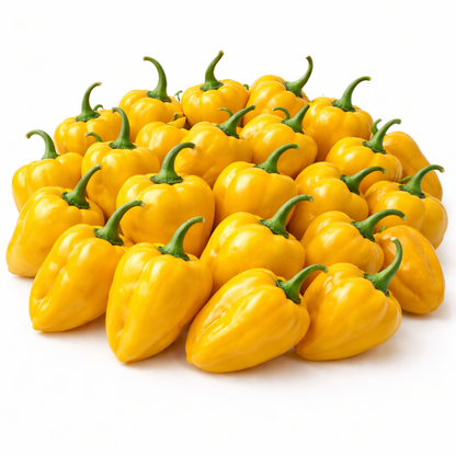 Frische Habanero Chilis (sehr scharf, gelb rot)