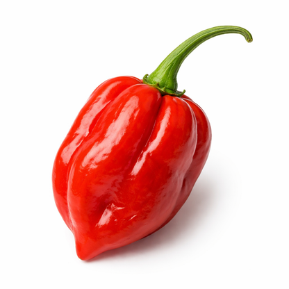Frische Habanero Chilis (sehr scharf, gelb rot)