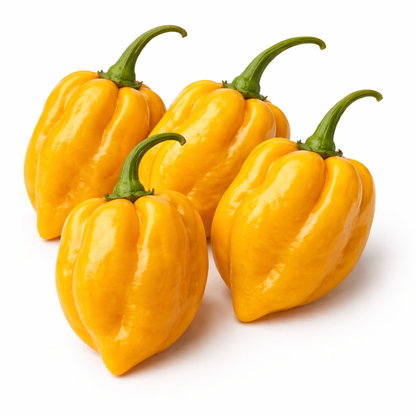 Frische Habanero Chilis (sehr scharf, gelb rot)