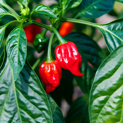 Habanero Chilisamen rot