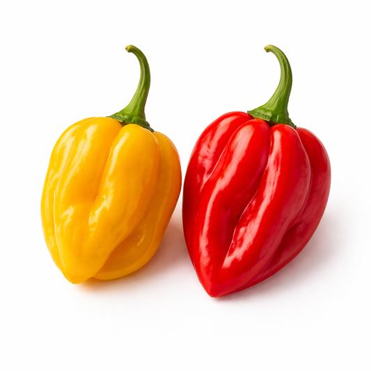 Frische Habanero Chilis (sehr scharf, gelb rot)