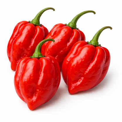 Frische Habanero Chilis (sehr scharf, gelb rot)